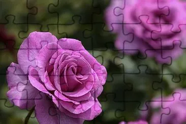 Rosas lilÃ¡s jigsaw puzzle