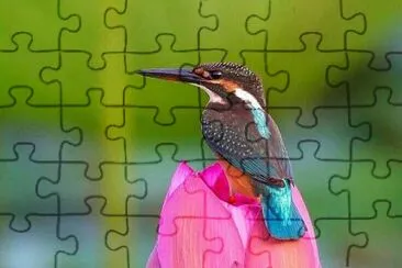 cores jigsaw puzzle