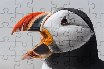 RUFFIN DEL ATLANTICO jigsaw puzzle