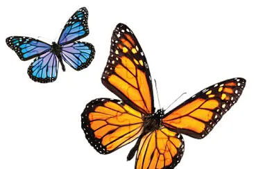 butterfly jigsaw puzzle