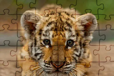  jigsaw puzzle