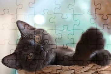 Viado jigsaw puzzle