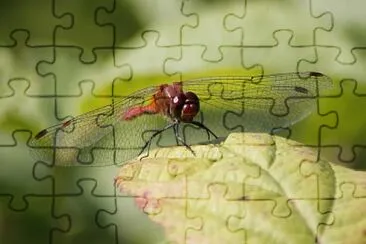 libellule2 jigsaw puzzle