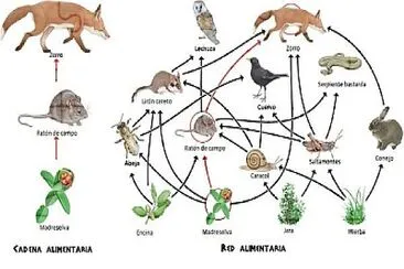 פאזל של Ciencias naturales