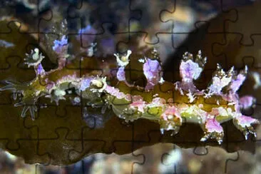 Hancockia burni jigsaw puzzle