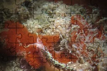 Phidiana militaris jigsaw puzzle