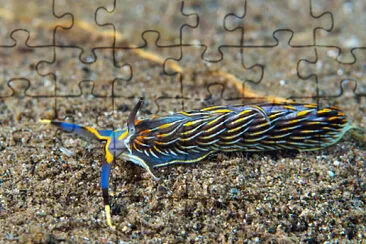 Cerberilla sp. jigsaw puzzle