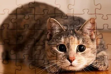 gatito jigsaw puzzle