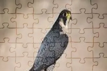 Halcon Peregrino jigsaw puzzle