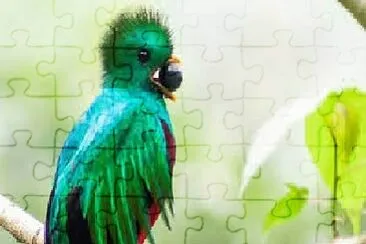 Quetzal 1 jigsaw puzzle