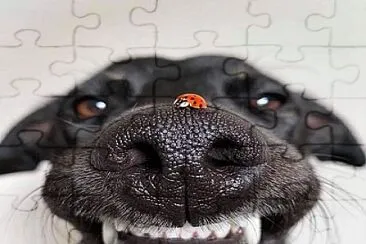 perro jigsaw puzzle