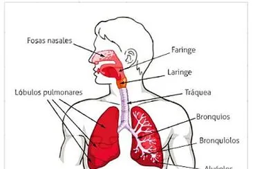 פאזל של SISTEMA RESPIRATORIO