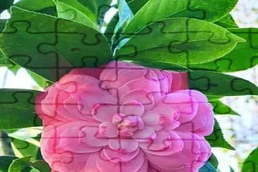 flores jigsaw puzzle