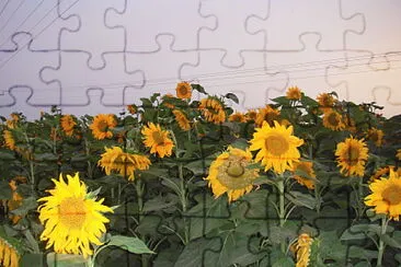 ×©×“×” ×—×ž× ×™×•×ª jigsaw puzzle