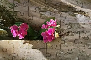 ×¡×—×œ×‘ ×¢×œ ×’×–×¢ ×¢×¥ jigsaw puzzle