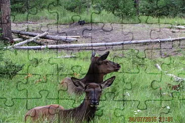 Canada Fauna jigsaw puzzle