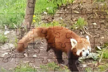 PANDA ROJO jigsaw puzzle