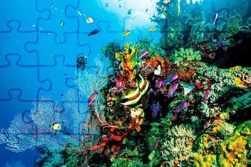 corales2 jigsaw puzzle