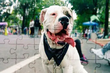 dogo jigsaw puzzle