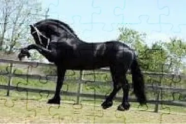 Caballo Andaluz Negro