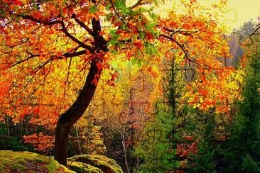 otoÃ±o bosque jigsaw puzzle