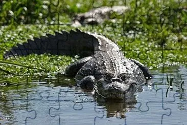 caiman jigsaw puzzle