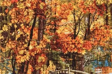 Forest colors jigsaw puzzle