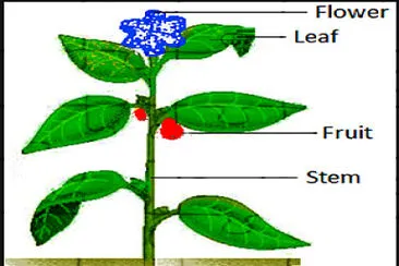 parts of plants