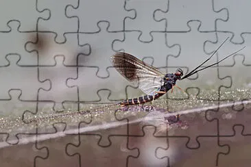 Leptophlebia cupida jigsaw puzzle