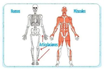 Como se mueve el cuerpo humano