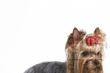 yorkie jigsaw puzzle