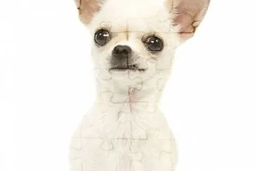 chihuahua jigsaw puzzle