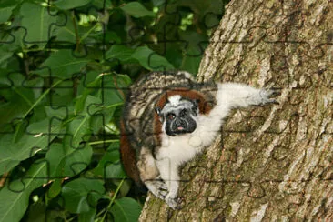 Tamarino di geoffroy