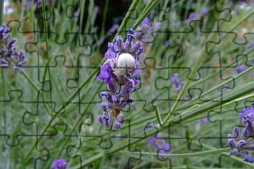 lavande   araignÃ©e jigsaw puzzle