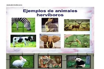 animales