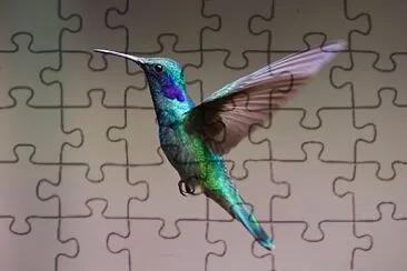 Colibri jigsaw puzzle