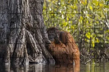 ORANGUTAN DE BORNEO jigsaw puzzle