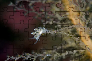 Tergipes tergipes jigsaw puzzle