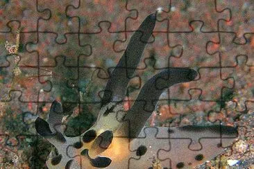 Thecacera sp jigsaw puzzle