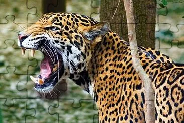 Jaguar jigsaw puzzle