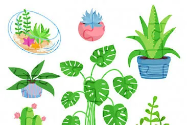 plantas