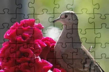 naturesa jigsaw puzzle