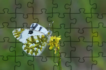 Euchloe ausonia jigsaw puzzle