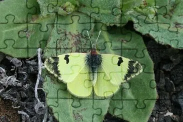 פאזל של Euchloe carlonia