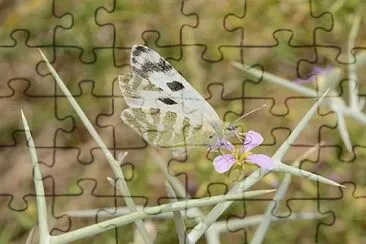 Euchloe falloui jigsaw puzzle