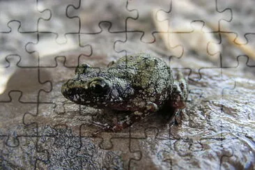 Eleutherodactylus pipilans jigsaw puzzle