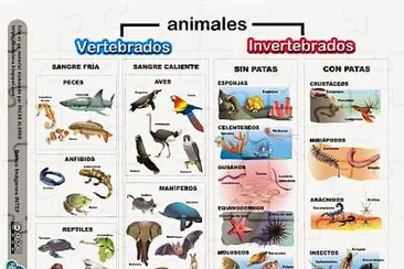 ANIMALES VERTEBRADOS E INVERTEBRADOS jigsaw puzzle