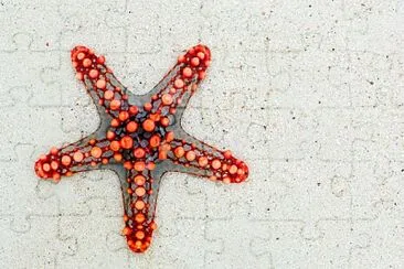 פאזל של Starfish