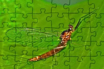 Paraleptophlebia submarginata jigsaw puzzle