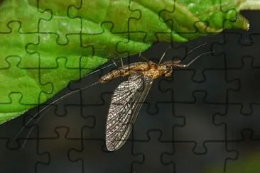 Siphlonurus lacustris jigsaw puzzle